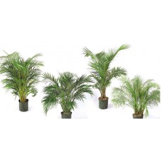 1.66g Palm Landscape Asst   5651719